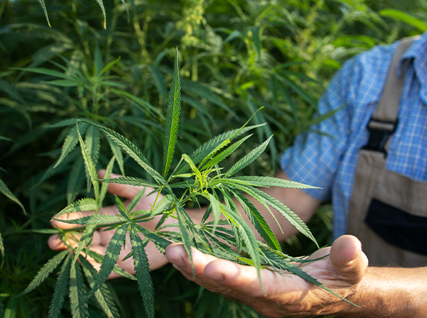 Read more about the article Cultivar cannabis em casa – as implicações da lei e como obter autorização