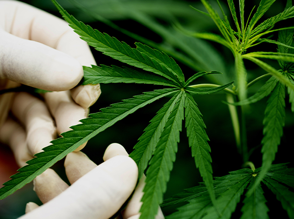 Read more about the article Fabricação e venda de produtos derivados da cannabis entram em vigor